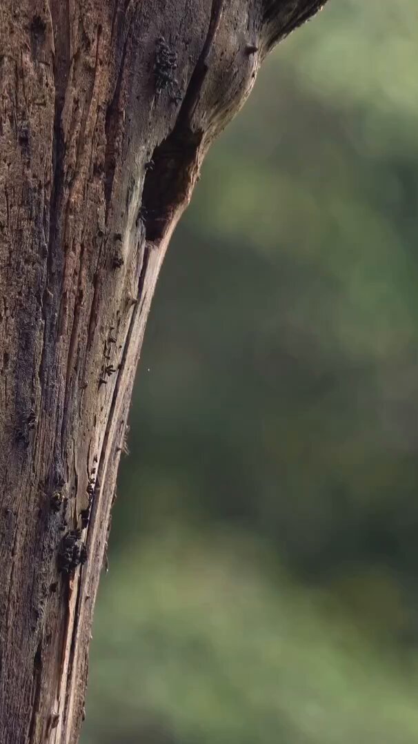 A Quetzal feeding its young ones. 📹 Andres Novales