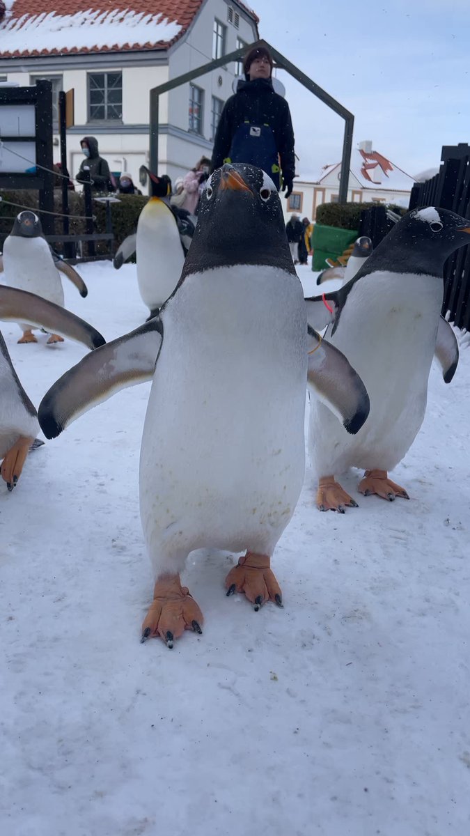 今日のペンギンパレード🐧 のんびりなメンバーたちでした！ #登別マリンパークニクス