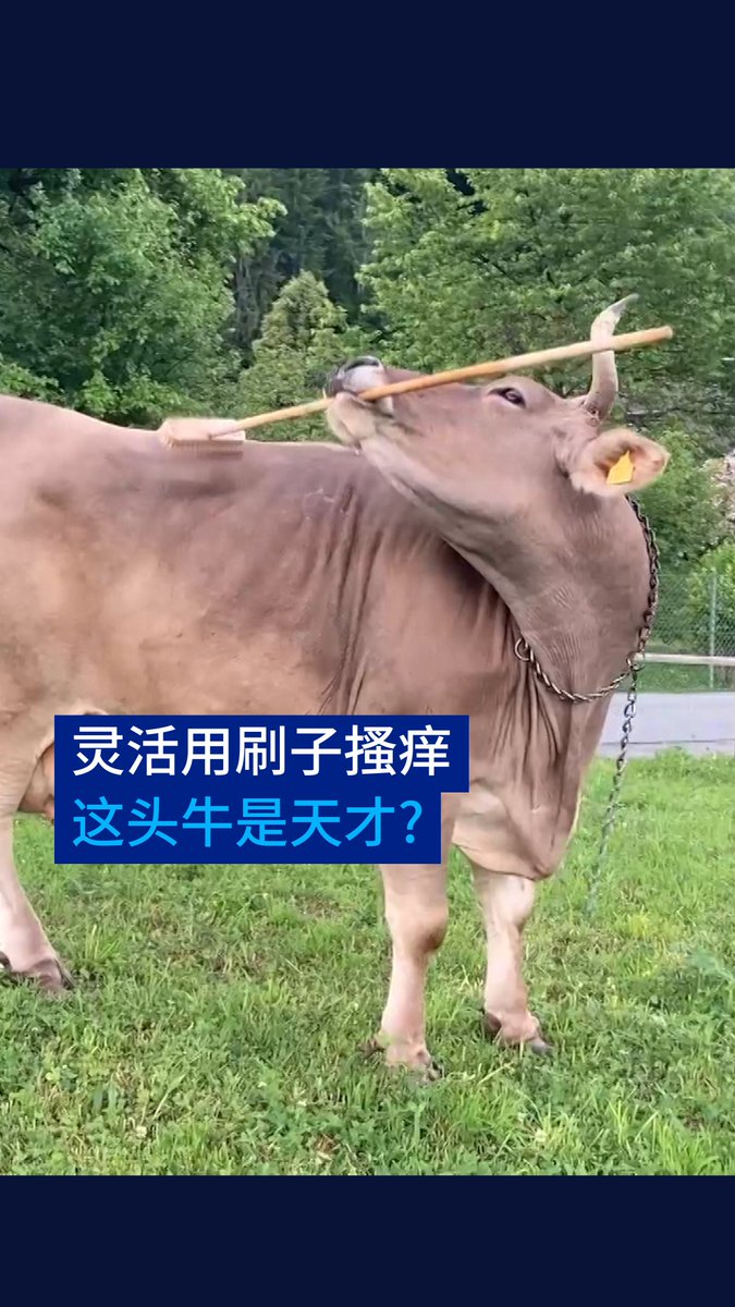 这不是AI影片! 奥地利有一头13岁母牛被发现会自己用长柄刷搔痒。它是第一头被拍摄到会使用工具的牛。维也纳兽医大学研究员与这头牛相处了数周,并对它进行了70多项测试。 #dwscience #dwhealth