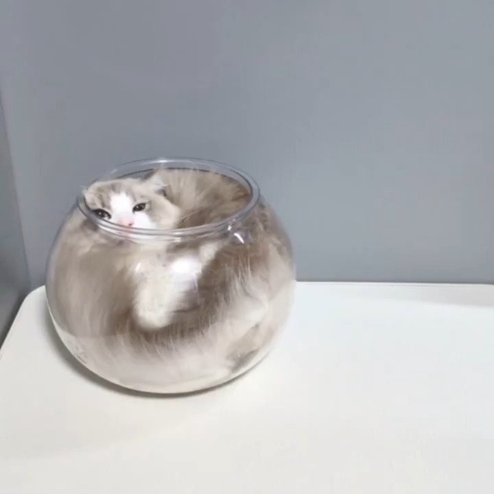 猫は液体💜金魚鉢に可愛いと幸せが満たされます☕🐾