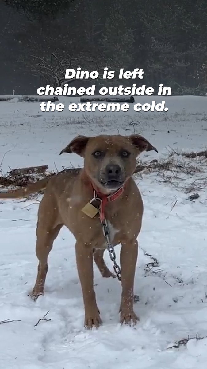 He deserves warmth, safety, and care, and we’re doing everything we can to help him get it. Never leave your dog outside in the cold!