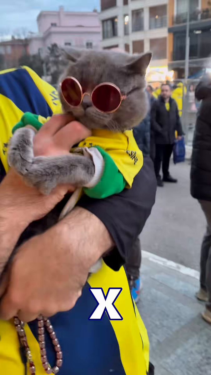 🟡🔵 Pisagor, Fenerbahçe - Göztepe maçı için Chobani Stadyumu’nda! 🐈‍⬛👓