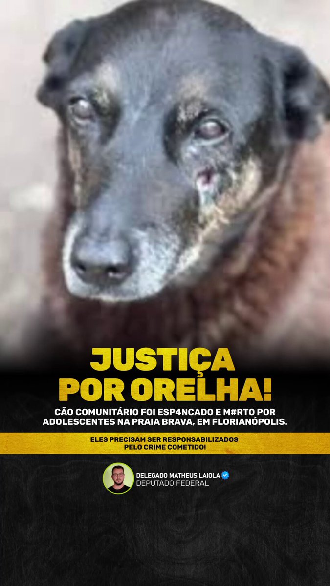 JUSTIÇA POR ORELHA. Um cão comunitário foi espanc4do e m#rto na Praia Brava, em Florianópolis. Um crime brut4l que não pode ser tratado como “ato isolado” nem relativizado pela idade de quem praticou. Os adolescentes envolvidos já foram identificados, e a Polícia Civil está conduzindo as medidas cabíveis. A responsabilização precisa acontecer, porque maus-tratos é crime, independentemente de quem comete. Nada vai trazer o Orelha de volta, mas a impunidade não pode ser a resposta. Na sua opinião, a legislação atual responde à altura em casos de violência extrema como esse?