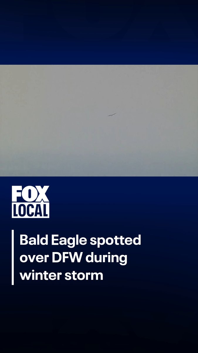 A bald eagle was spotted over Dallas during the winter storm on Sunday afternoon. Watch till the end!