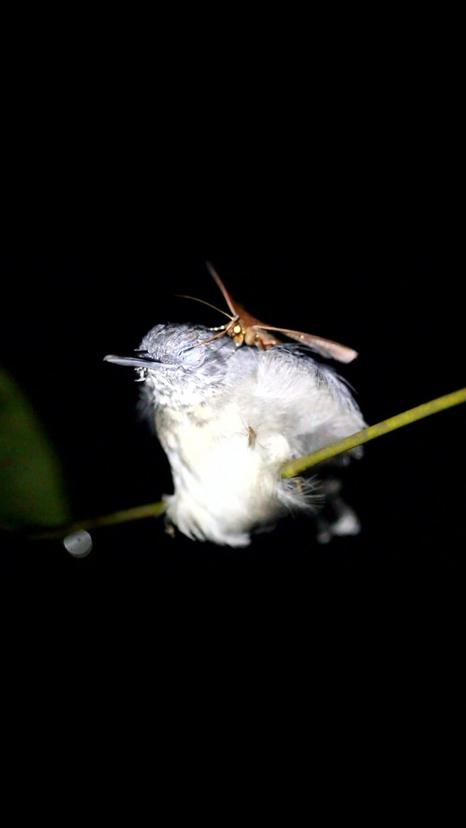 In November 2017, an ecologist was in the middle of a research expedition in central Amazonia when he spotted something strange: a black-chinned antbird resting on a branch with an erebid moth on the back of its neck. The moth was probing one of the bird's eyes with its proboscis and appeared to be drinking from it. About 45 minutes later, they came across a different moth drinking from the eye of another resting antbird. Butterflies and bees also drink the eye secretions of other animals—butterflies are partial to basking crocodiles, whereas bees like turtle tears. But fast-moving birds are unlikely hosts for these insects. Learn more: #ScienceMagArchives