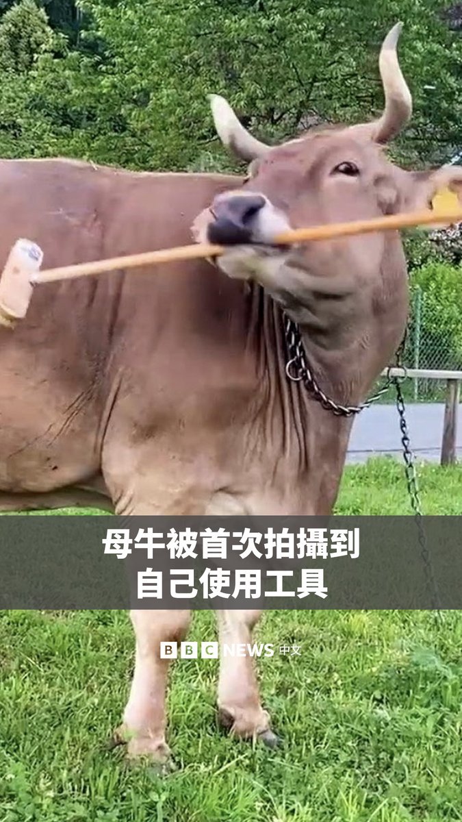 在奥地利,有人发现一头宠物母牛会使用工具,来抓挠自己的背部和身体下半部。 研究人员表示,这种现象十分罕见。因为人们原本并不认为牛具备使用工具的能力,这种行为目前只在黑猩猩身上被持续关注。