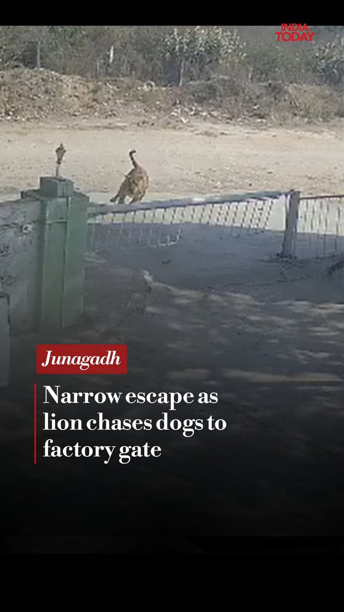 In a frightening incident from Junagadh, a lion chased dogs from the nearby Girnar jungle all the way to a factory gate, leading to a narrow escape. Hearing the dogs barking outside the gate, the watchman stepped out of his post. As he moved to close the gate, the lion suddenly appeared in front of him. Fortunately, the watchman managed to shut the gate just in time; otherwise, the lion could have attacked him. The entire incident was captured on CCTV cameras installed at the factory. #Junagadh #Lion #Gate #ITReel