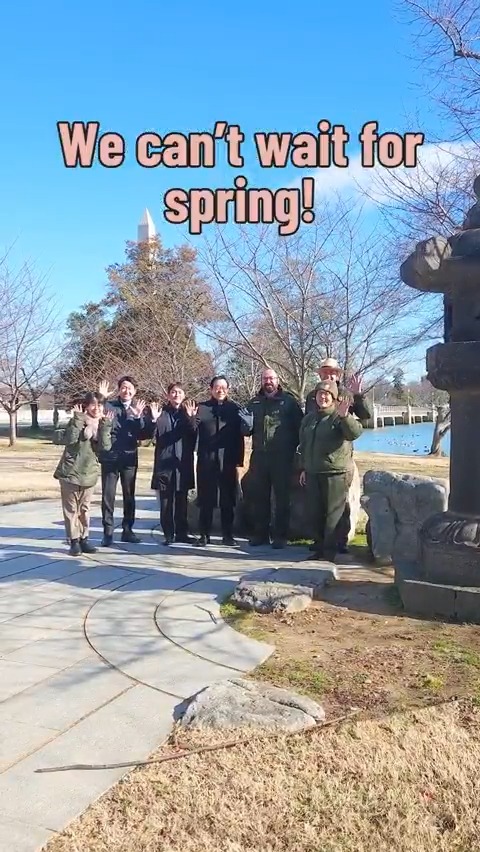 It’s winter in DC but it’s spring in our hearts!🌸🩷 Japan is giving the US 250 cherry blossom trees to celebrate America’s 250th birthday, so our friends from National Mall NPS took us to see the location where the new gift of trees will be planted.