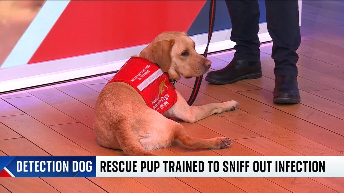 Chilli, a rescue dog who was born at Battersea dogs and cats home, is being trained to detect a rare lung condition. Rob Harris from the charity Medical Detection Dogs takes Sarah-Jane Mee through the training process 📺 Sky 501 & YouTube