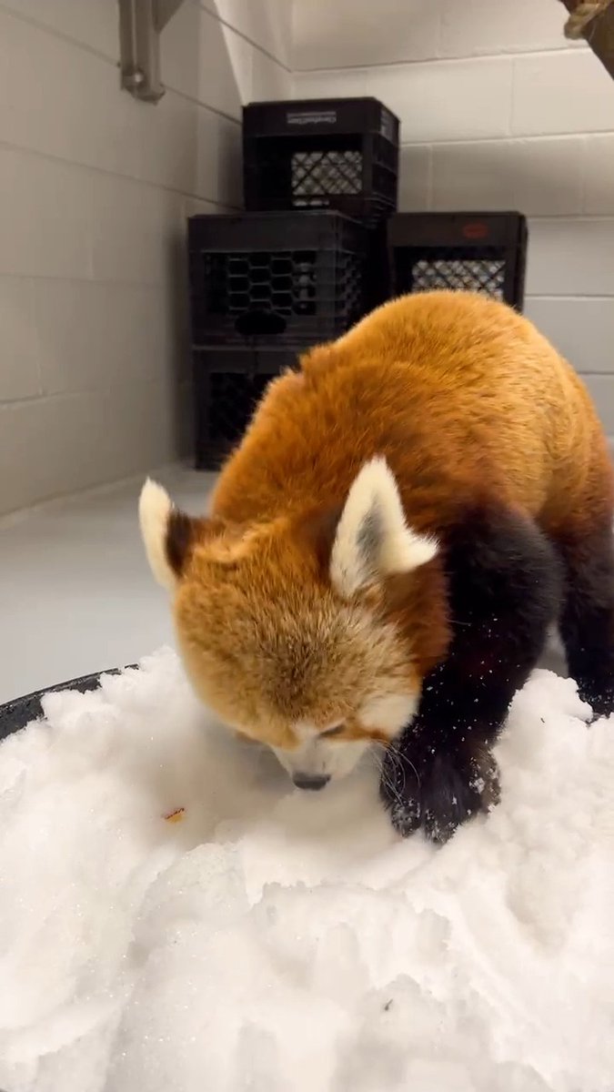 Casual reminder that Khumbie is the world’s best at bobbing for apples, (even in snow!) and this is not up for debate 😃 Thank you to our wonderful staff who worked through the snow storm to continue to give our animals the best care (and the best enrichment) possible! 💕