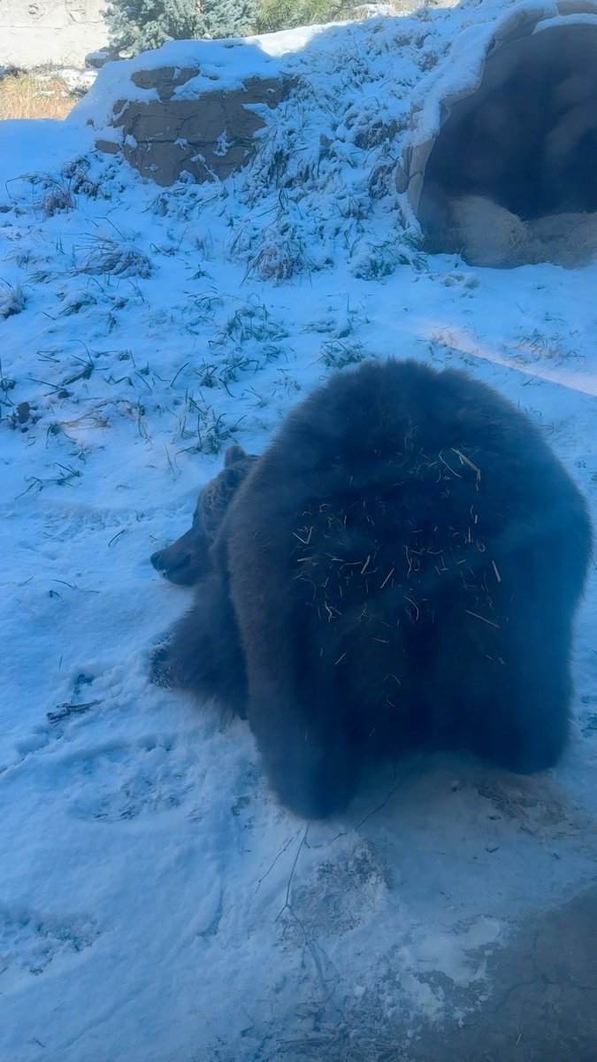 Everyone loves a snow day ❄️🐻 Our grizzly bear, Tundra, came out of her den to roll in the snow and show off her playful side. 🎥 :Animal Care Specialist, Hannah M.