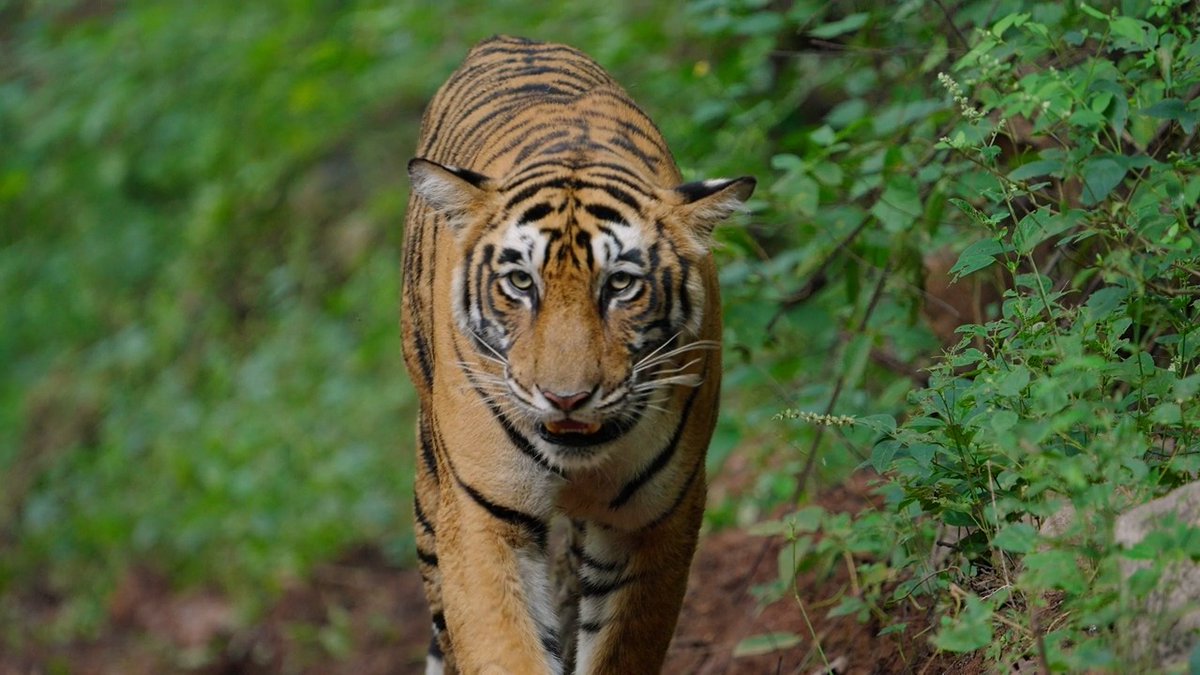 Queen of the jungle 👑 📸: cgtoolbox #TigerTuesday #tigress #wildlife