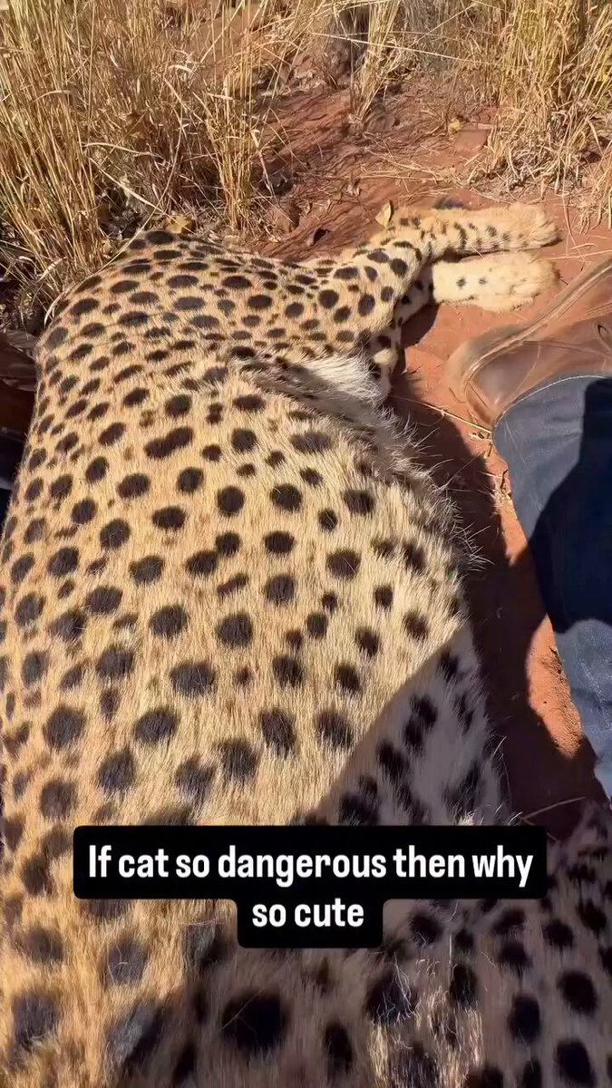 If cat so dangerous then why so cute