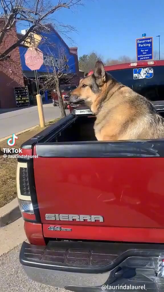 Dogs and cars