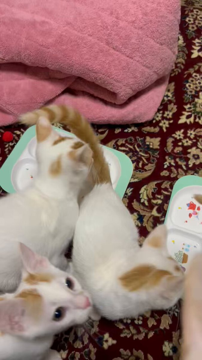 なんの騒ぎでしょう～😹😹😹