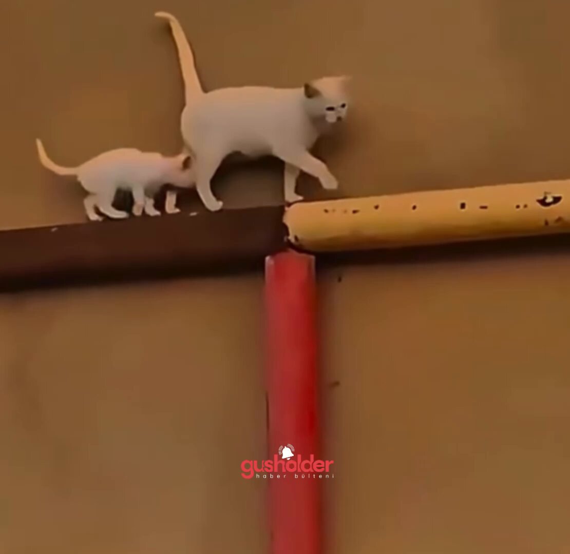 Yavrusunu birkaç adımda bir kontrol eden anne kedi.