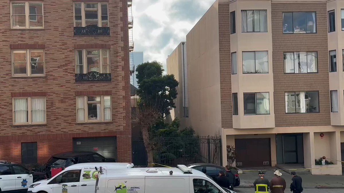UPDATE: Per SFFD, Fish and Wildlife shot a tranquilizer dart at the mountain lion and are in the process of removing it. They brought in a big metal crate to carry the animal. Read more >>