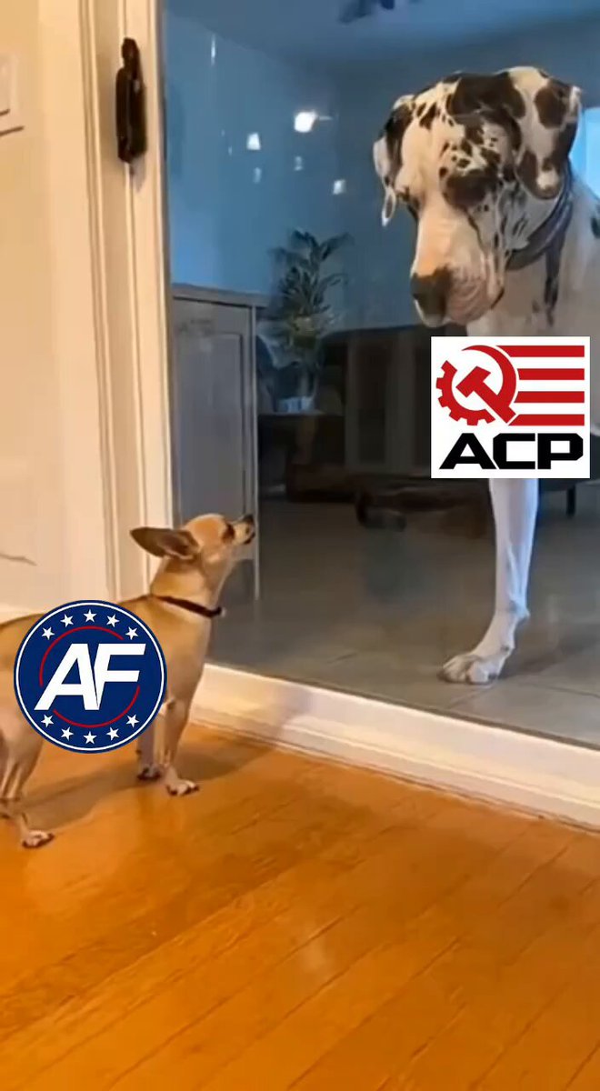 Little Nick Fuentes keeps barking at the American Communist Party, but is still scared of debating our leaders.