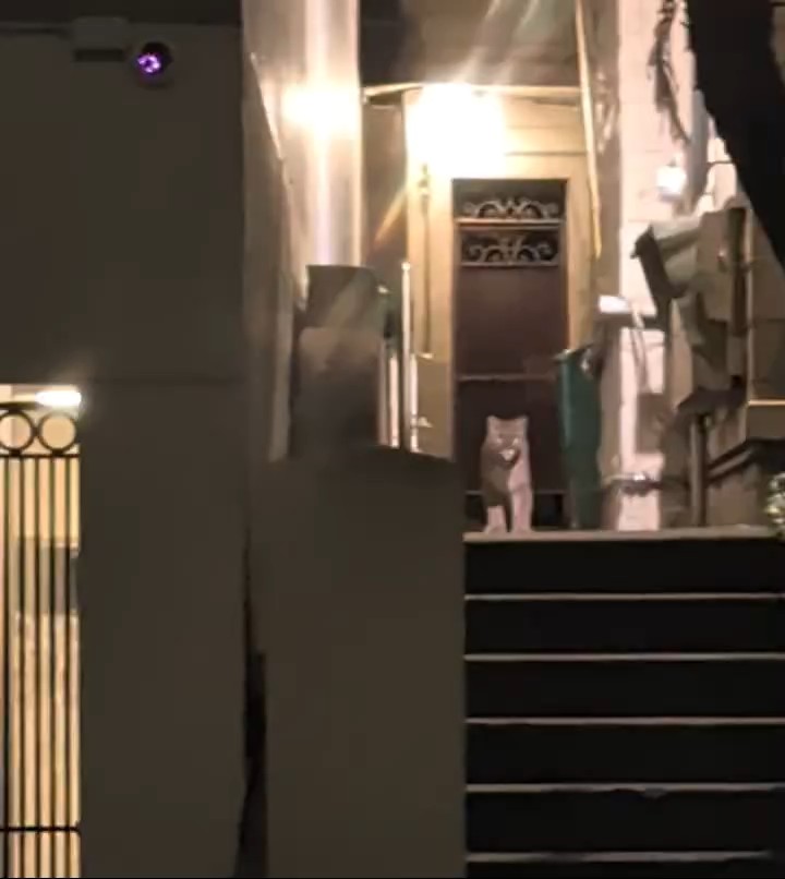 Eerie video shows a mountain lion standing still in the doorway of a San Francisco building several hours before it was captured. 🎥: Courtesy of Roxanne Blank Read more >>