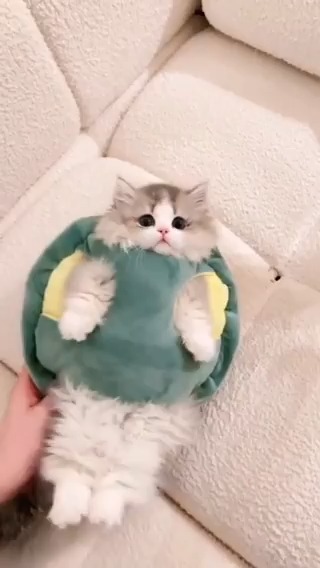Adorable little turtle 💗