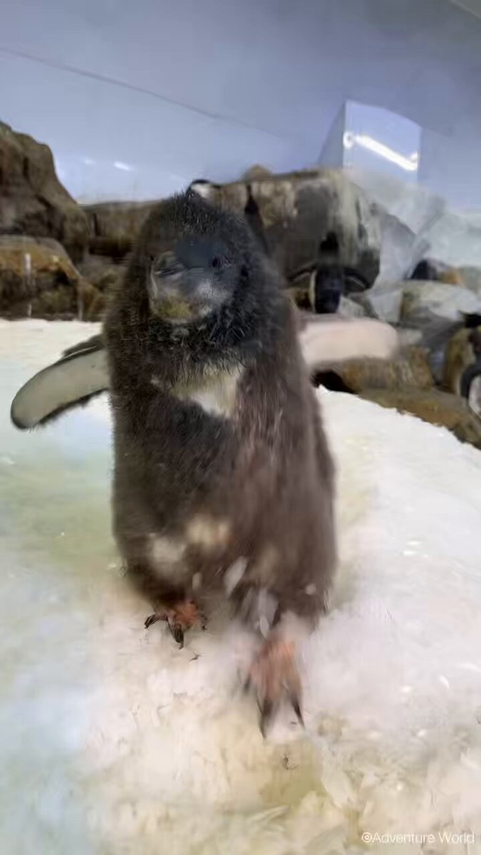 休園日のペンギンの赤ちゃんたち🐧 あれ？なんかちょっと違和感ある…？🤔