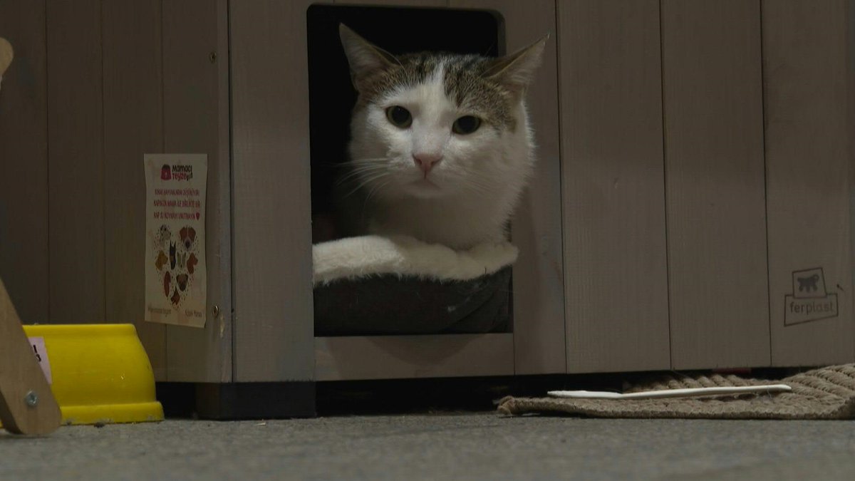 🇹🇷 Living like sultans: Istanbul's pampered street cats For centuries, cats and Istanbul's residents have enjoyed a close relationship. Istanbul has more than 160,000 stray cats who are regularly fed by the city's 16 million residents.