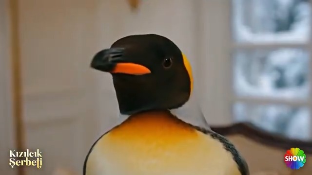 Ünallar'daki kaosu görünce sürüye geri dönmeye karar verdi 🐧 #KızılcıkŞerbeti Kızılcık Şerbeti