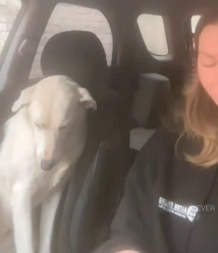 Dog's reaction to being adopted...🐕🐾🥺❤️