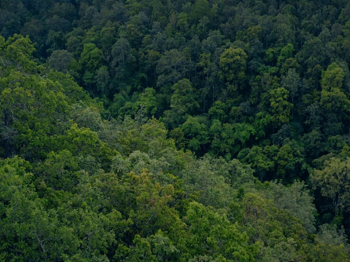 We are not just witnesses to this moment. We are ancestors. What we choose now will be inherited. 2025 reminded us that restoring Earth is possible— scientifically, collaboratively, and at scale. The path is long. But it’s open. 🌱 Let’s choose a beautiful Earth. #ReforestTheFuture #ClimateCrisis #NetZero #Conservation #GreenTech #Sustainability #ActNow