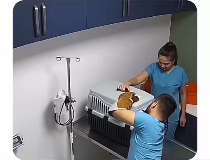 Bodrum’da bir veteriner kliniğinde kaydedilen görüntüler.