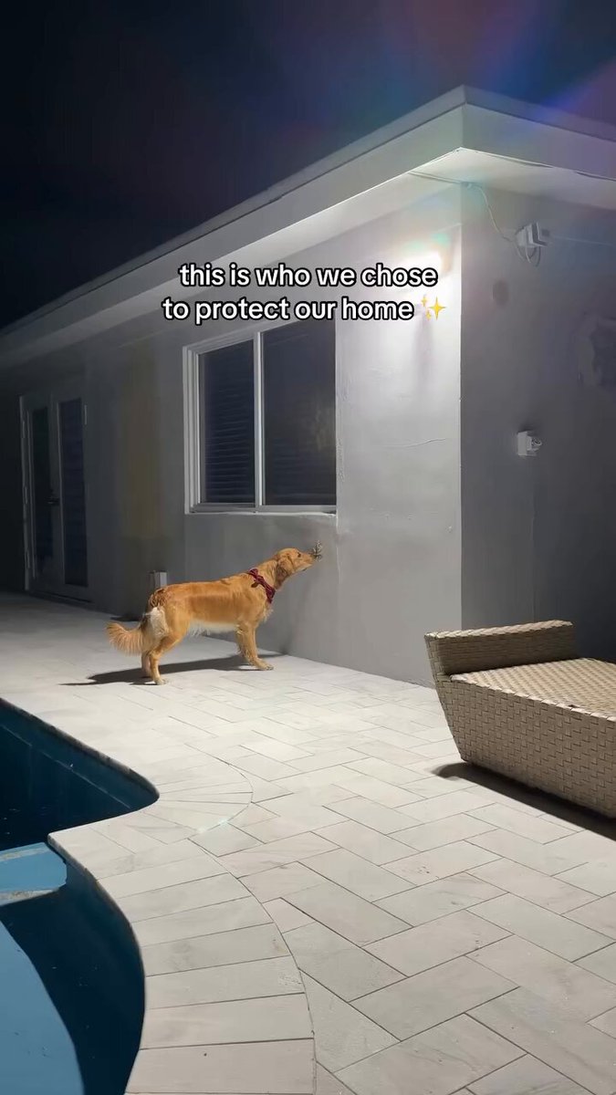 POV: this is who you choose to protect your home 😂😂😂