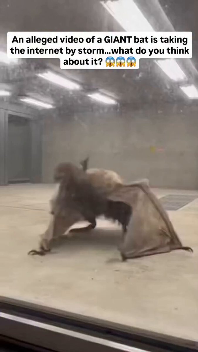 This bat is said to be one of the largest species found deep within the Amazon rainforest...