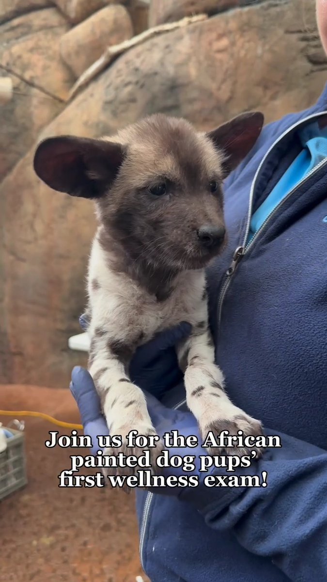 It was a big day behind the scenes! 🐾 Born on November 25 to mom, Roanne, and dad, Kellan, these ten African painted dog pups just completed their first health exam. Each pup was paired with a member of our animal care team who guided them through the entire checkup —