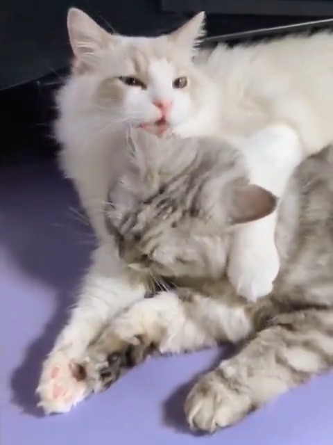 子猫な頃のラブラブ肩抱きペロペロ💜🩵