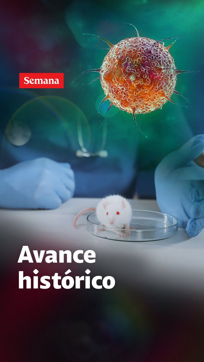 Científicos españoles dieron un gran paso para la humanidad. Mediante un proceso con tres fármacos lograron eliminar tumores del cáncer de páncreas en las pruebas sobre animales. Un cáncer altamente mortal y difícil de detectar. Le contamos en este video.