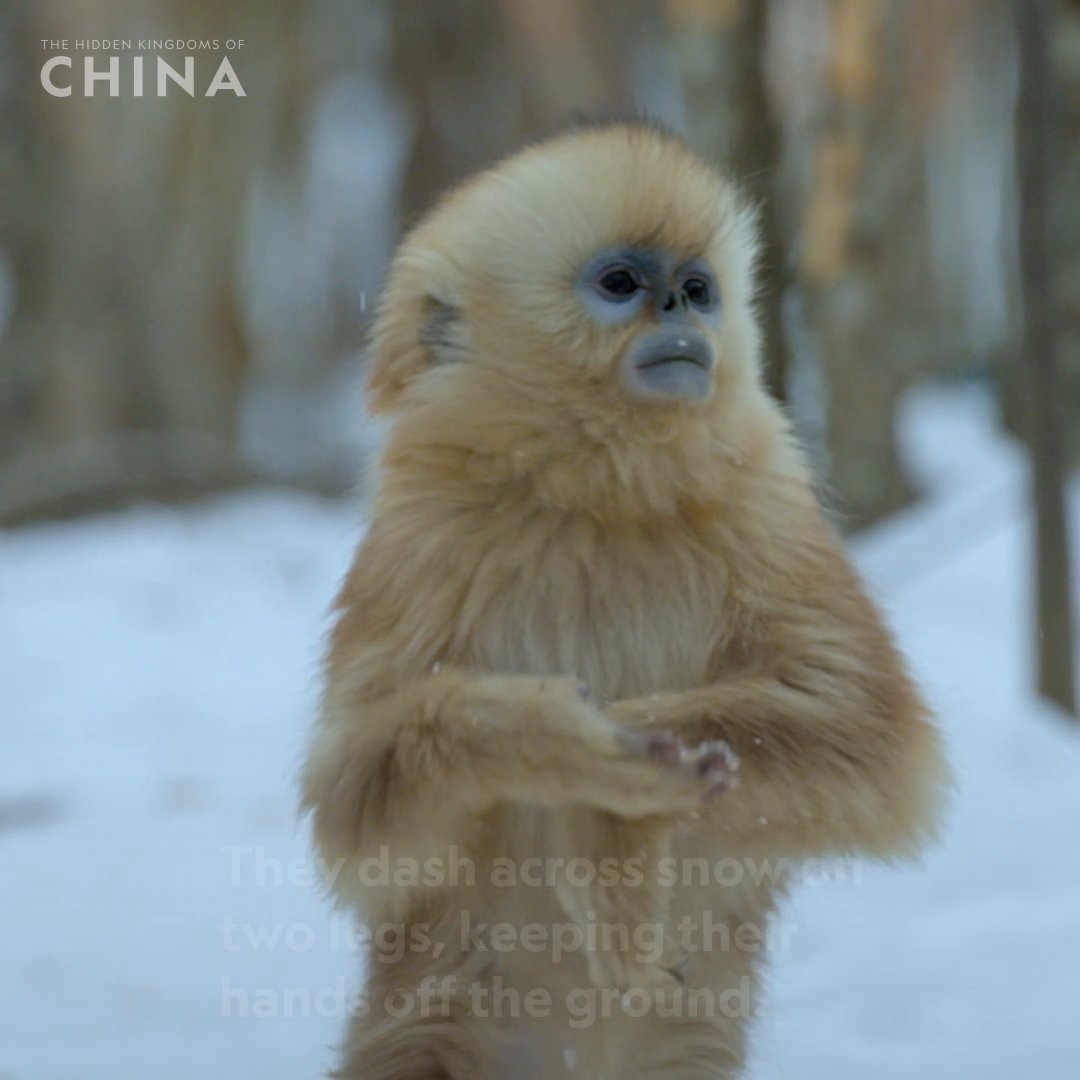 When the snow is way too cold for hand contact 🧊 These golden snub-nosed monkeys stand tall to stay warm and move faster through winter forests. ✨ #HiddenKingdomsOfChina is now streaming on Disney+ and Hulu.