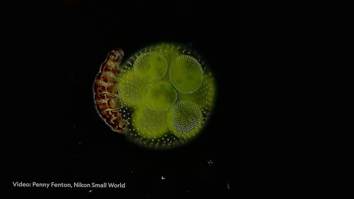 This video of a tardigrade ambling around a volvox algae colony was captured at 20x magnification by Penny Fenton and placed fourth in Nikon's Small World In Motion competition in 2025. See more winners: