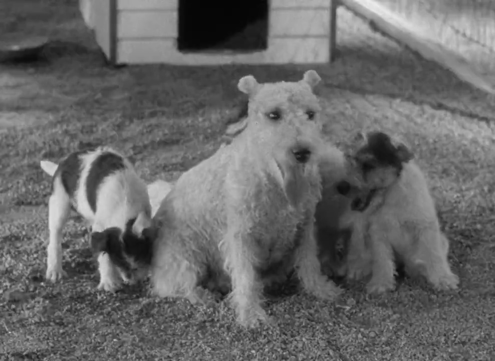 This is probably the greatest scene involving a Dog in movie history!