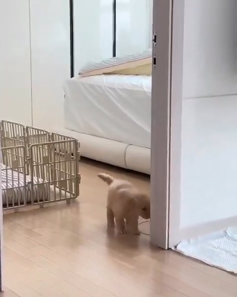 Cutest Prison Escape ❤️