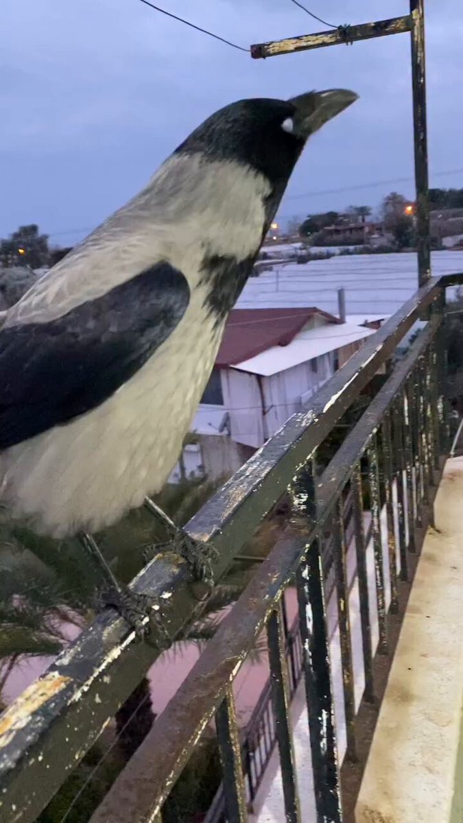 Adam Kargayı nasıl eğitmiş. Şunun tatlılığına bakın. Bunlarda 6-7 yaş çocuk zekası varmış 😂 Makarnacı tayfadanda zekiler bence ..!! Bulsam beslerim çok şeker 🥰