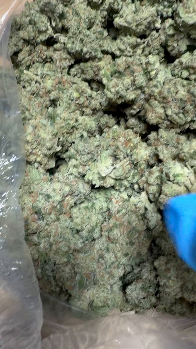 Your right …. The real Sour Diesel has been lost for 20 years lol 😂 #gabysisourdiesel