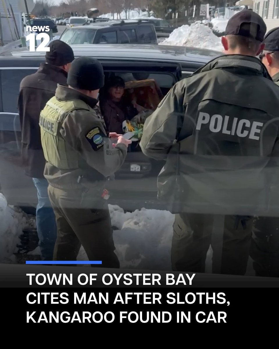 KANGAROO IN CAR: The Town of Oyster Bay has issued an appearance ticket to Larry Wallach after officials say he was found with two sloths and a kangaroo inside his vehicle outside Karmic Grind on Birch Hill Road in Locust Valley #News12 #Crime