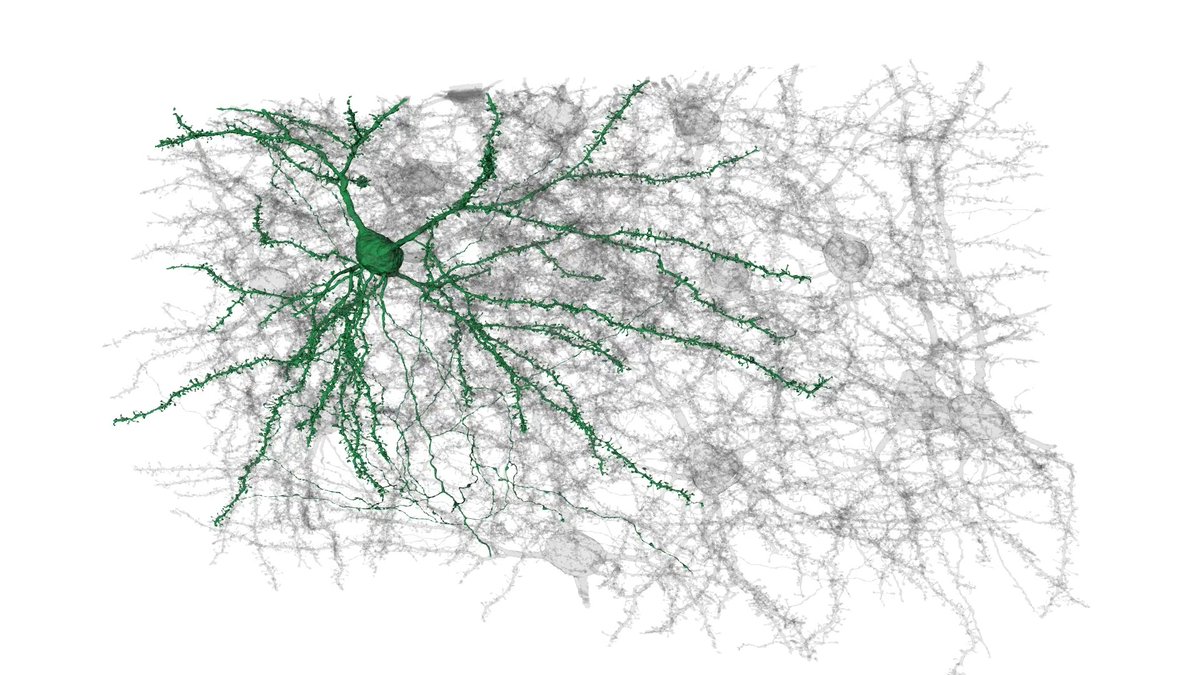 MICrONs is a big dataset that allows you to see the little details of brain cells in a whole new way. Get up close to the synapses between two layer 2/3 pyramidal cells (in green and purple) in this mesmerizing video by our #ElectronMicroscopy team.