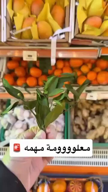 ترند " مقطع متداول " فتاة تشارك: سر ورق الافندي في الطبخ، معلومة أول مره اسمعها 🤯!