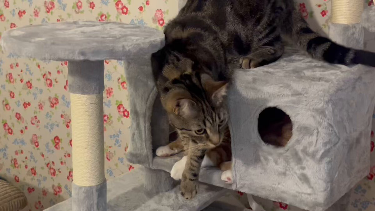Friends! It hasn’t taken long for there to be COMPETITION over possession of the Bedroom! Cleo prefers to be King of the Castle and sit at the top, but Percy and Ron are both very keen on being in the Bedroom. We’ve never had #BedroomWars before! 😹