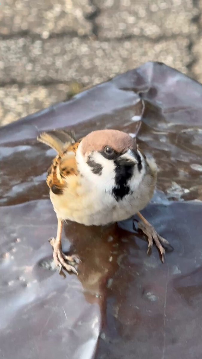 ■ 一月の終わりに、公園の小川にかかる橋の欄干の小さい柱の上に、一羽のスズメが飛来しました。 ■ それを契機に、次々と他の可愛いスズメたちも集まって来ました。そこで、撮影と異種間交流を開始しました！ ■ 狭い柱の上は、エレベーターと同じで、5羽くらいが定員ですね？ ■ 他のスズメは欄干の足元に集まっていました。みんな元気で過ごしていますね。 #スズメ #雀 #野鳥 #野鳥観察 #異種間交流