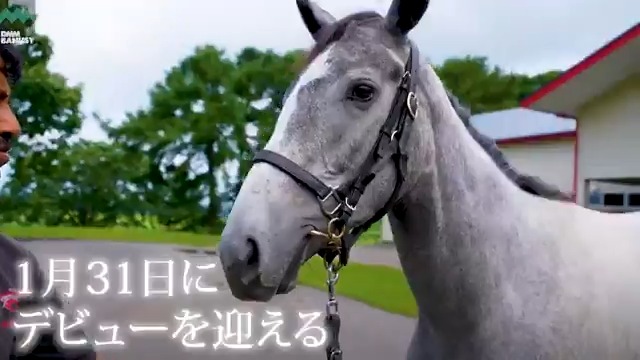 シェリーシュシュ が 1月31日(土) 東京競馬場 第5レース 3歳新馬 (芝1800m、12:25発走)でデビューします! デビュー戦の前にスペシャル動画をぜひご覧ください! #BanusySpecialMovie #バヌーシー