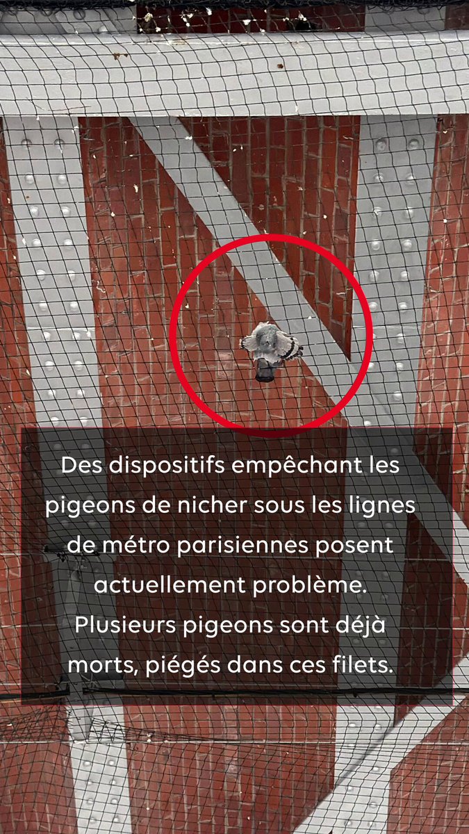 🚨 Urgence : un pigeon est piégé dans des filets sous la Ligne 6 du métro, entre les stations Dupleix et Bir-Hakeim, au 73 boulevard de Grenelle, Paris. Plusieurs pigeons sont déjà morts. Nous lançons un appel à RATP et @Pompiers_Paris pour intervenir et sauver cette vie. Chaque vie compte ! #SauvetageAnimal #Pigeons #ProtectionAnimale #UrgenceAnimale #AnimalRescue #PompiersDeParis #RATP #BirdRescue #StopCruelty