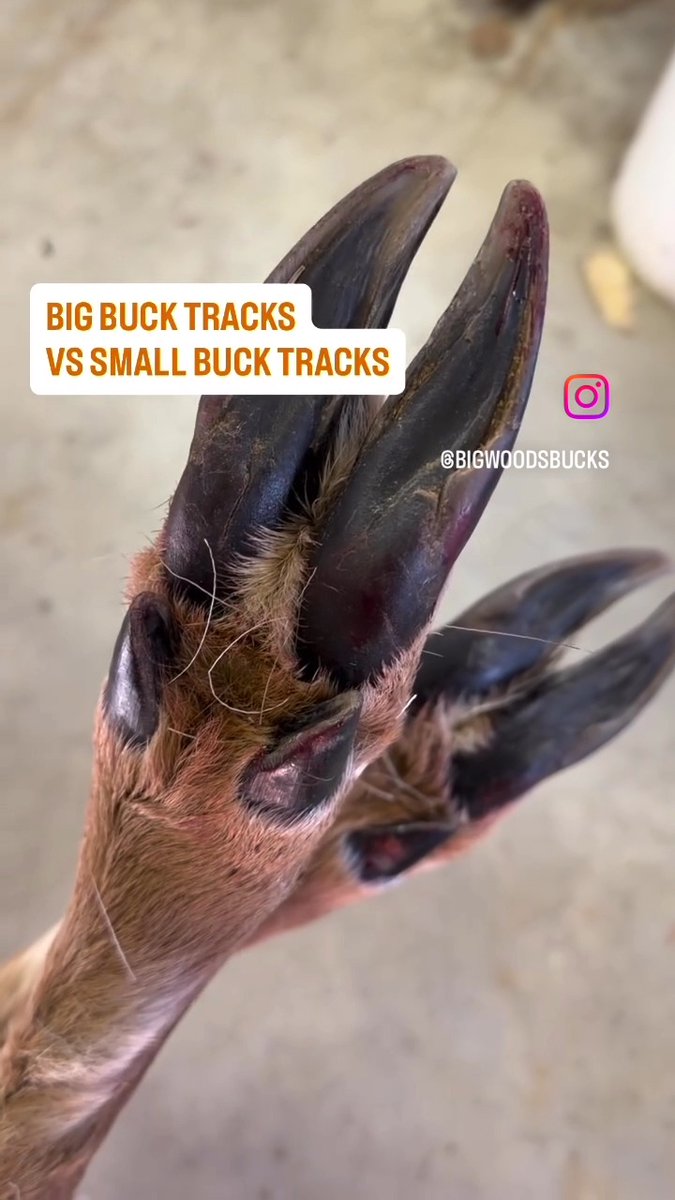 Do you know how to spot a big buck track? 📸Big Woods Bucks #ITSINOURBLOOD #outdoors #hunting #deer #deerhunting #whitetail