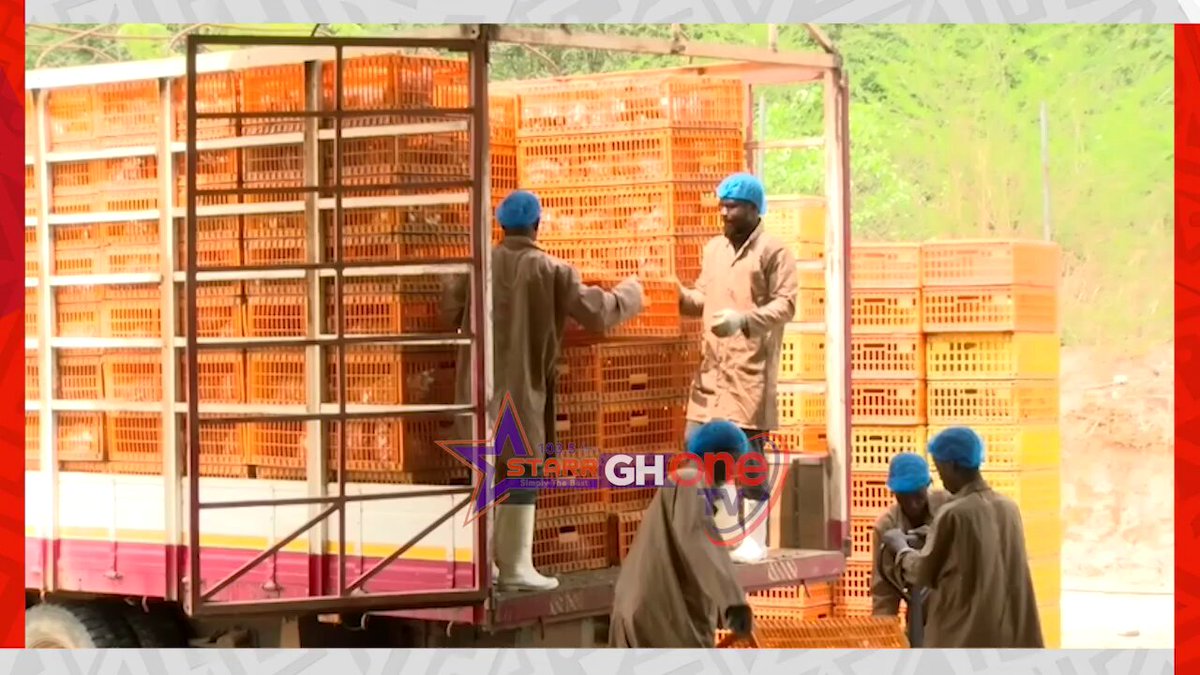 Government is ramping up efforts to transform Ghana’s poultry industry as the Nkokɔ Nketenkete Initiative’s Broiler Processing Project moves into full implementation. After processing over 100,000 birds during the pilot phase, authorities are now targeting 18 million birds this year to reduce imports, create jobs, and strengthen food security... A Report By Abdul-Hanan Adam (~ BRA HANAN) #GHOneNews #EIBNetwork #GHOneTV #NewsAlert